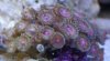 pink-zoas.jpg