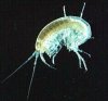 Amphipod1.jpg