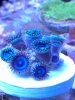 kings ransom zoas (5-6-12).jpg