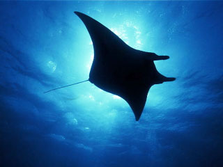 pic-manta-ray-1.jpg