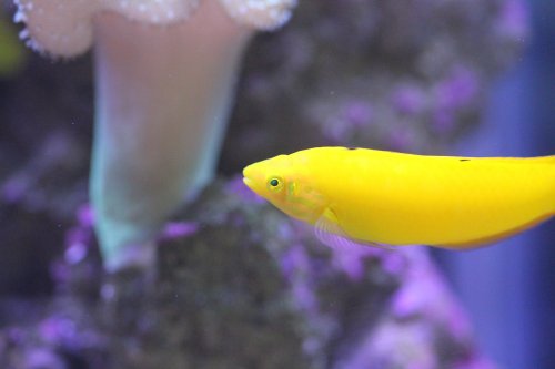 Day 10 yellow wrasse head.JPG