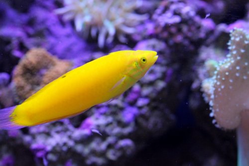 Day 10 yellow wrasse.JPG