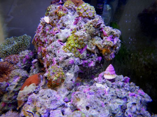 Day 12 Zoas inside tank end.JPG