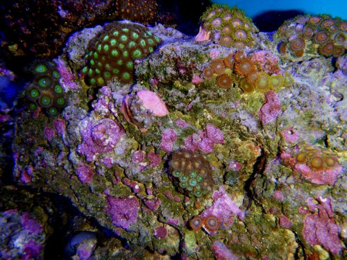 Day 12 Zoas inside tank top.JPG