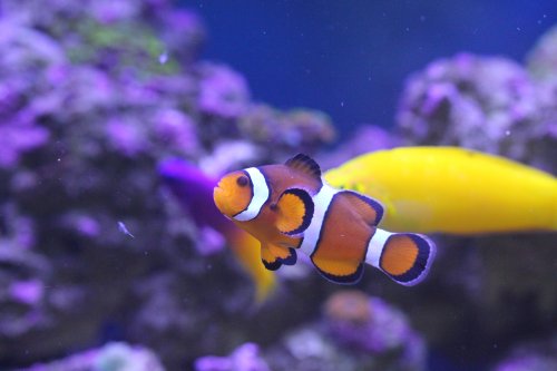 Day 14 Clownfish day.JPG