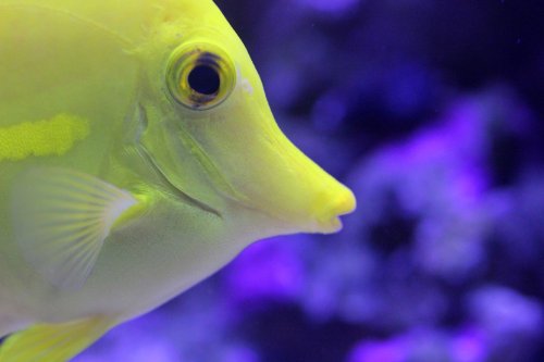 Day 17 Yellow tang  side.JPG