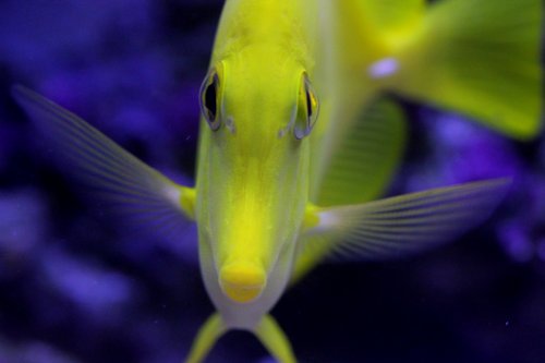 Day 17 Yellow Tang close front.JPG