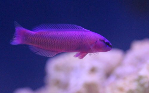 Day 18 Orchid Dottyback new.JPG