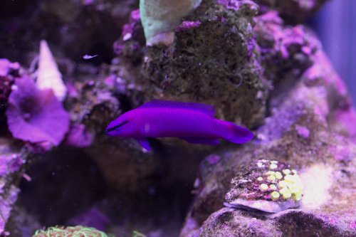 Day 18 Orchid Dottyback old.JPG