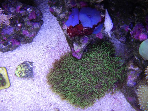 Day 23 Green Star Polyps top.JPG