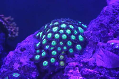 Day 25 Green Zoas night.JPG