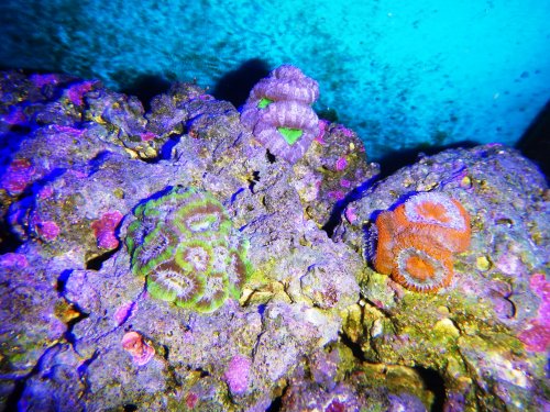 Day 27 Acan mixed top.JPG