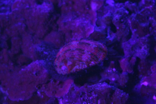 Day 16 Sromatella florescent.JPG