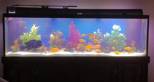 For Sale Fish Tank.jpg