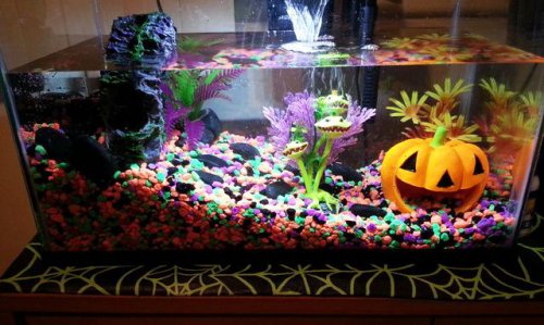 halloween-themed-aquariums-preview.jpg