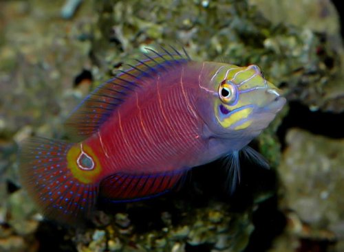 Mystery-Wrasse[1].jpg