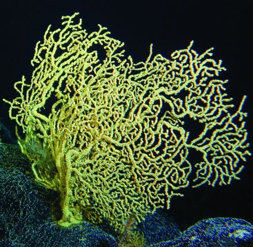 black_coral-full.jpg