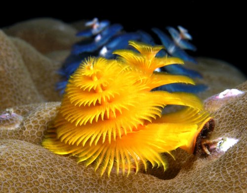 Christmas_tree_worms.jpg