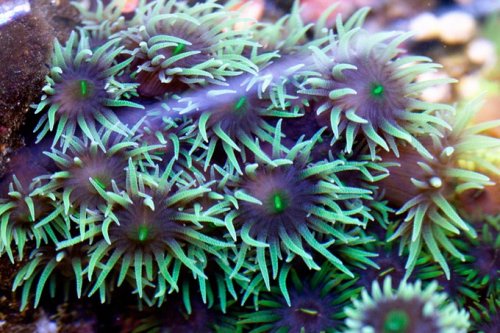 Black-sun-coral-closeup-1.jpg