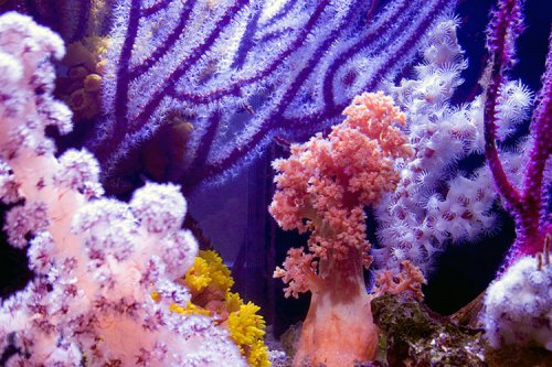 coralpath[1].jpg