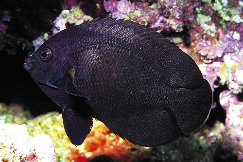 36. Angelfish - Black Nox.jpg