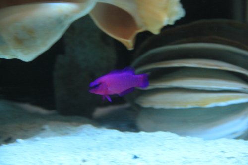 Dottyback 2.JPG