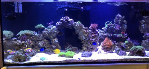 75 Gallon Tank.jpg