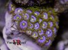 zoas2.jpg