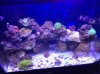 reef bad 82712.jpg