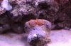 Unknown Zoas 2 10-13.jpg