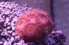 Orange Acan 10-13.jpg