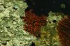 75 gallon and anemones pictures 002.jpg