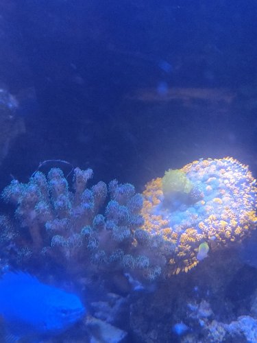 pocillopora.jpg