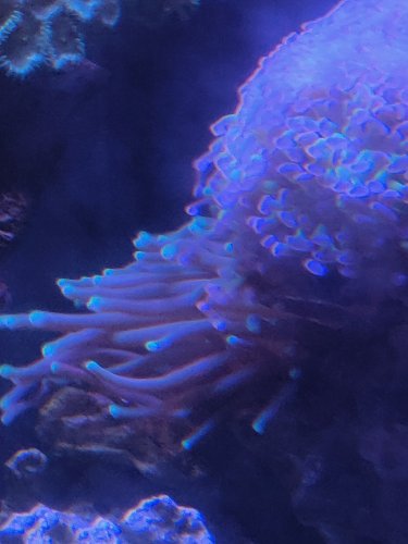 anenenome .jpg