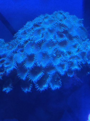 green zoas.jpg