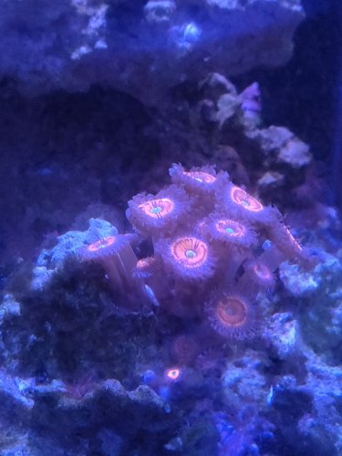 purple hornet zoas.jpg