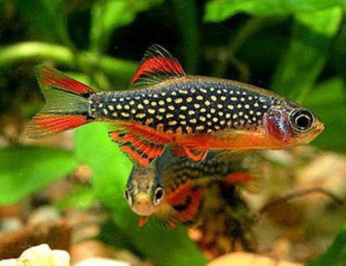 Galaxy-Rasbora.jpg