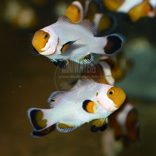 Amphiprion_ocellaris_Wyoming_White_SA2.jpg