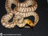 woma 04.jpg