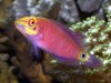 MysteryWrasseWTMW_Ap8SW.jpg