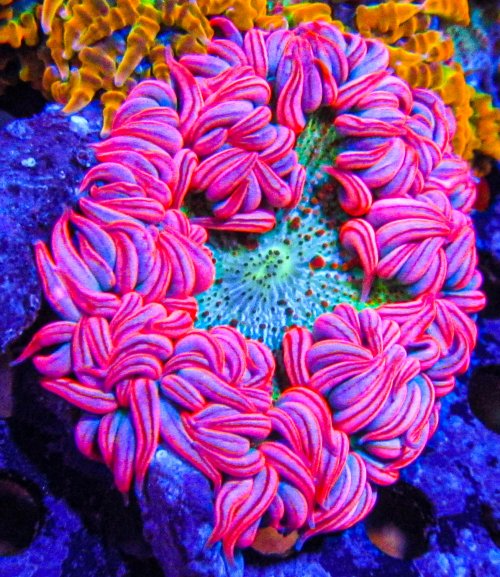 Ultra Rock Flower Anemone-2.JPG