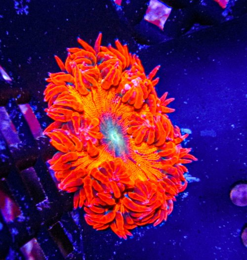 Ultra Rock Flower Anemone-3.JPG