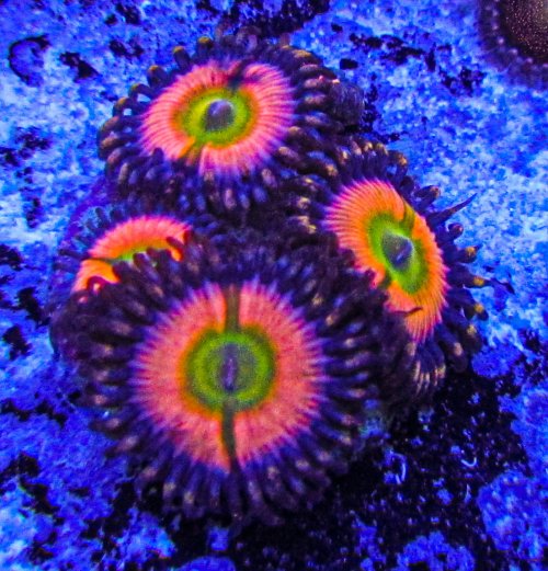 Ultra Zoa-132.JPG