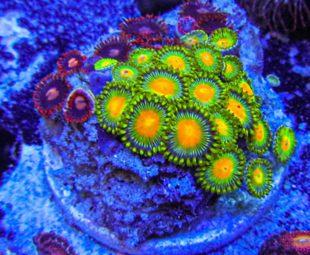 Ultra Zoa-149.JPG