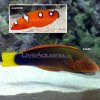 lg-24060-coris-wrasse.jpg