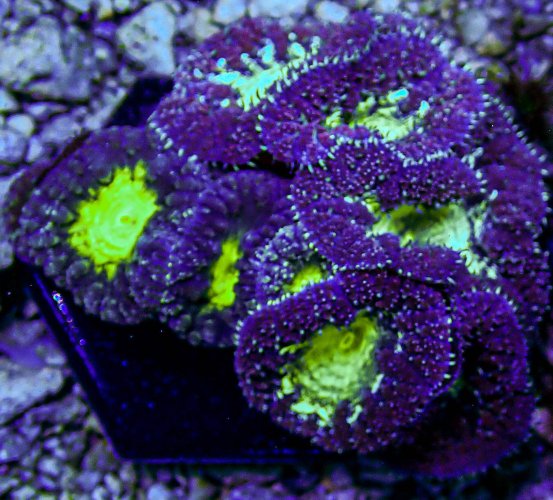 UC Grimace Blasto Colony -296.JPG