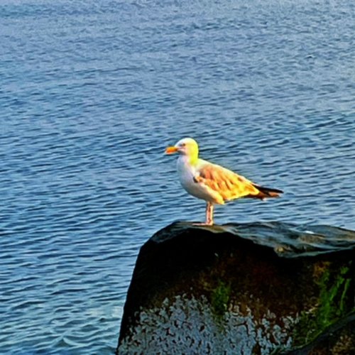 Sea Gull.JPG