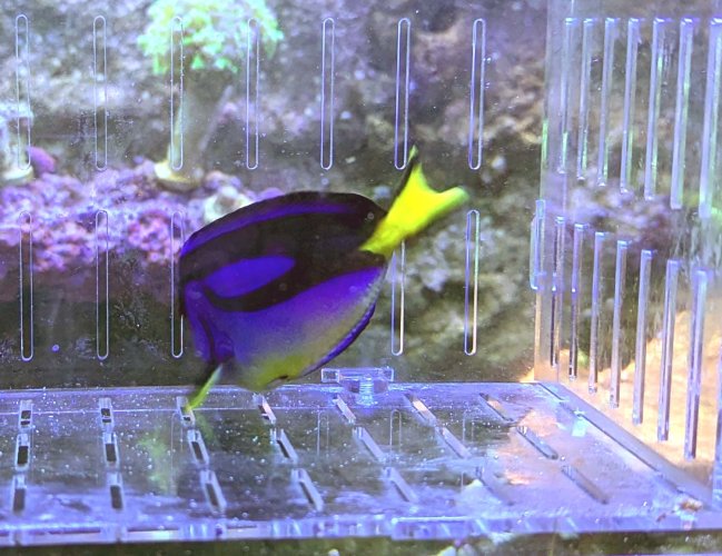 Hippo Tang 2.jpg