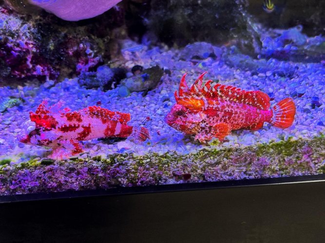 Red Waspfish.jpg