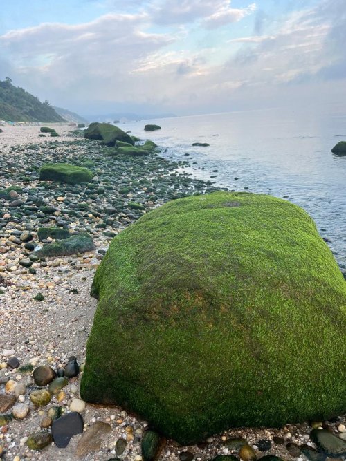 Algae covered rock.jpg